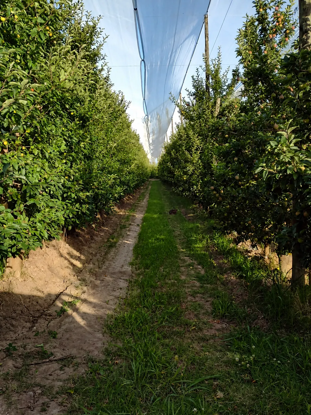 Malla antigranizo instalada sobre árboles frutales