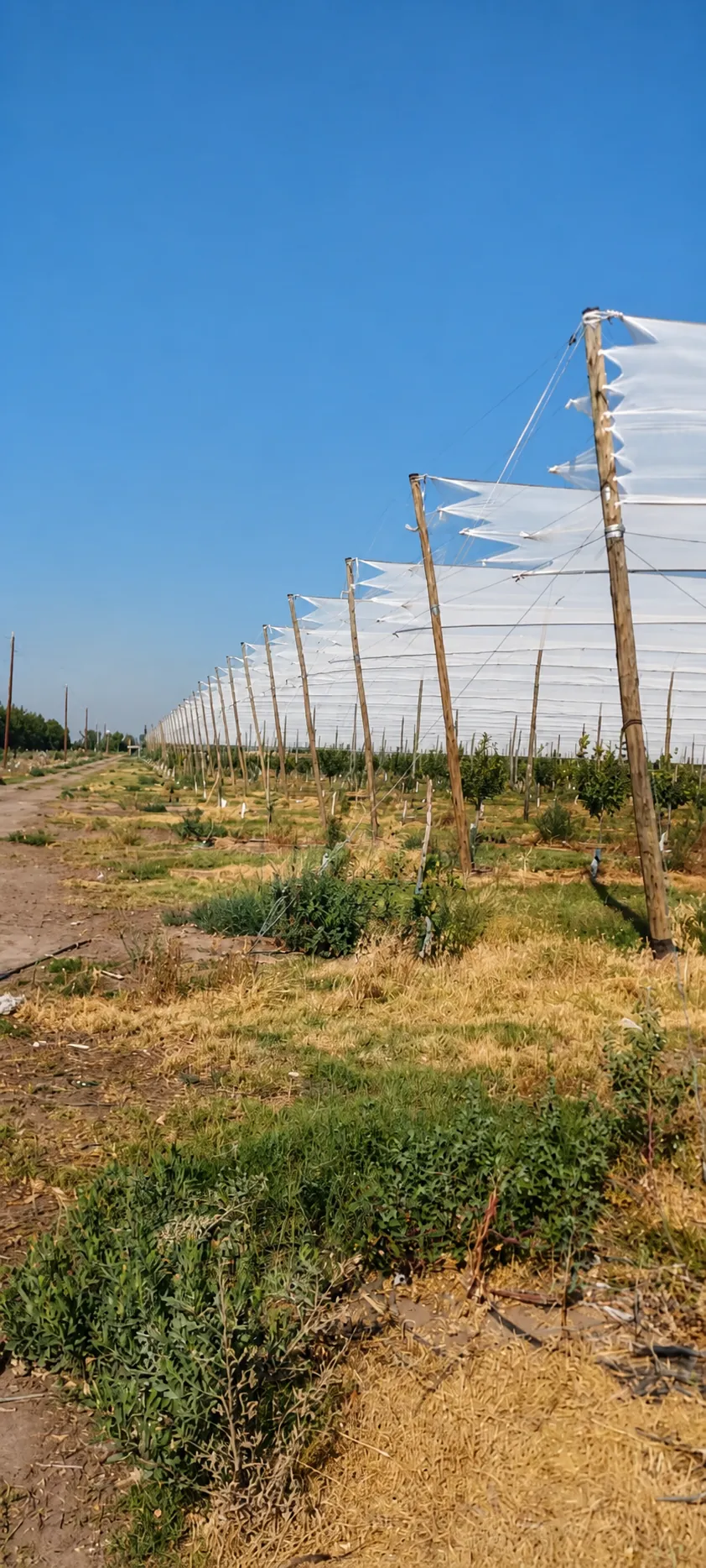 Estructura con malla antigranizo instalada sobre una plantación