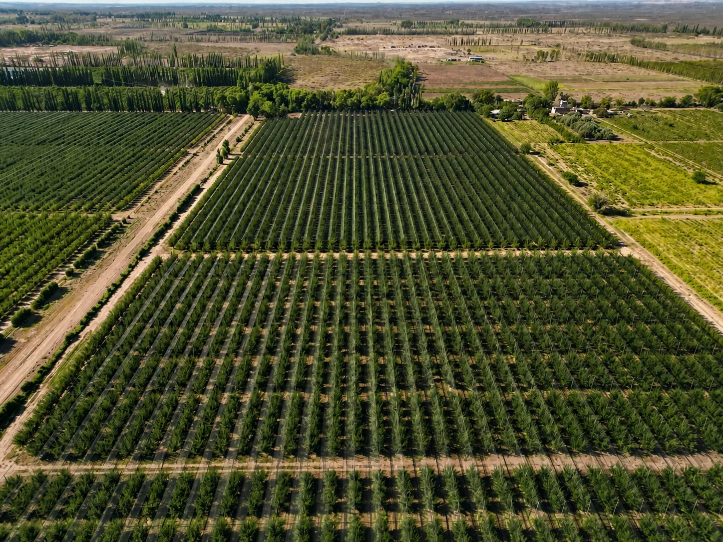 Vista aérea de una plantación frutal