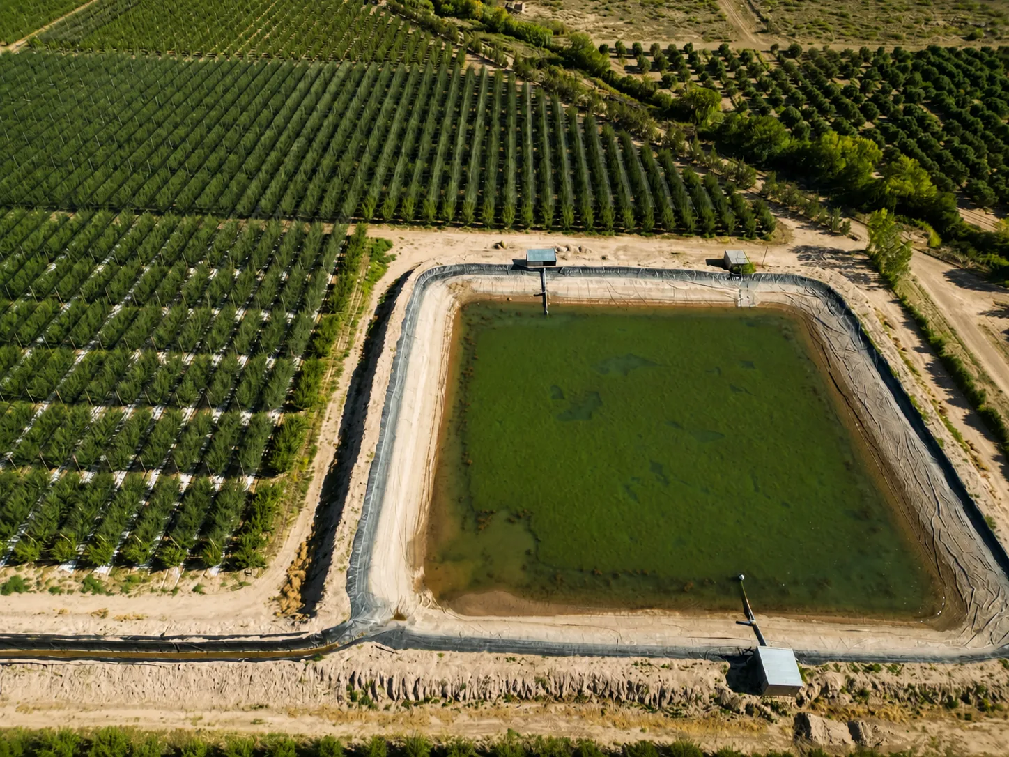 Vista aérea de una plantación frutal