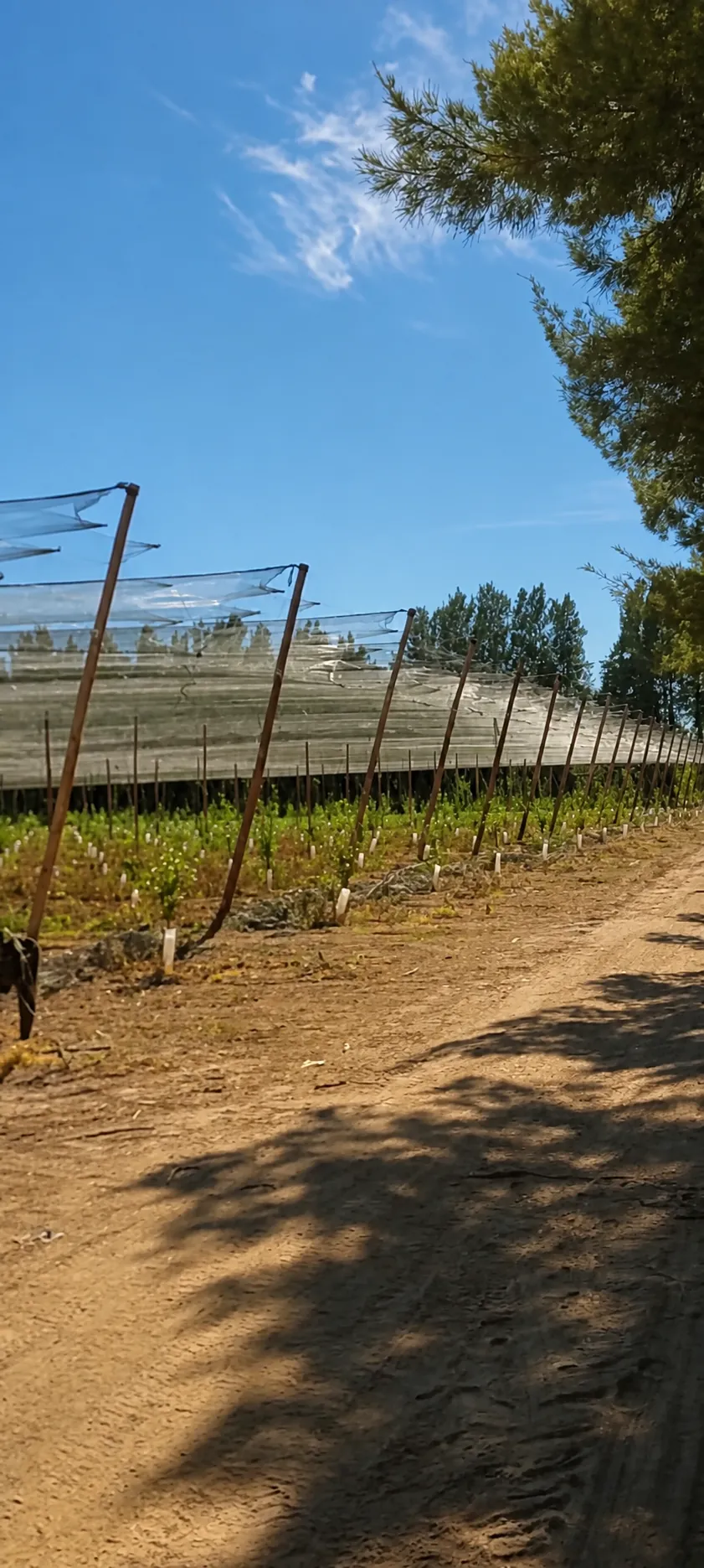 Estructura de protección sobre una plantación