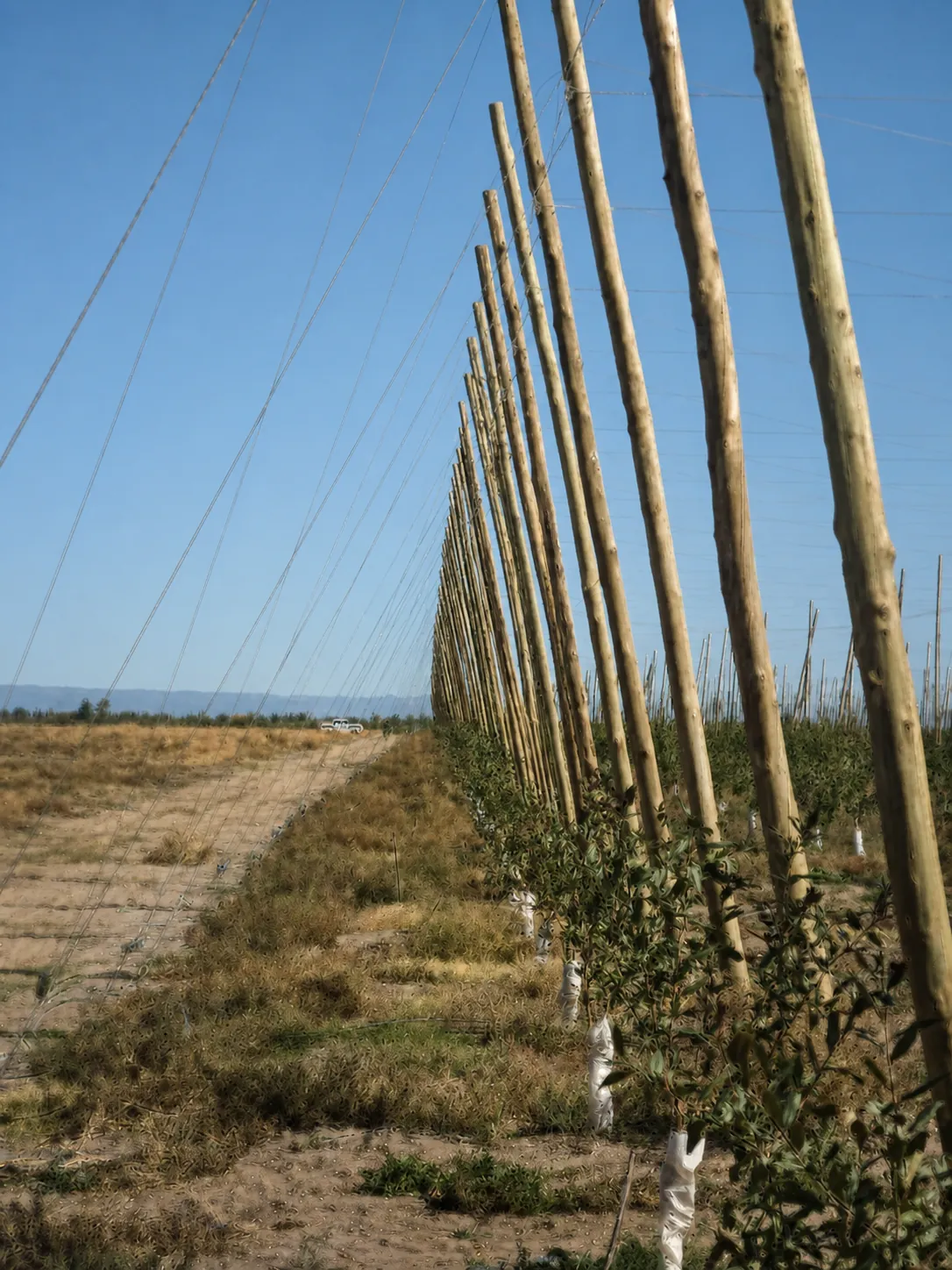 Postes y líneas de una estructura agrícola